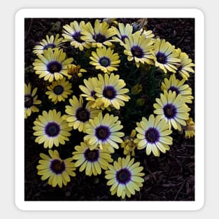 Yellow Flower Bed Photography My Sticker